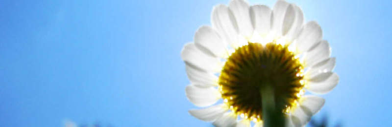 The Springdom, the Flower, and the Glory